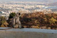 Langur Monkey