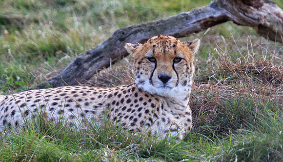 Cheetah, ZSL Whipsnade Zoo