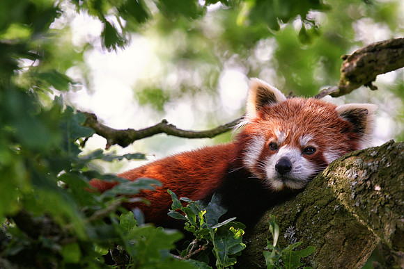 Red Panda, ZSL Whipsnade Zoo