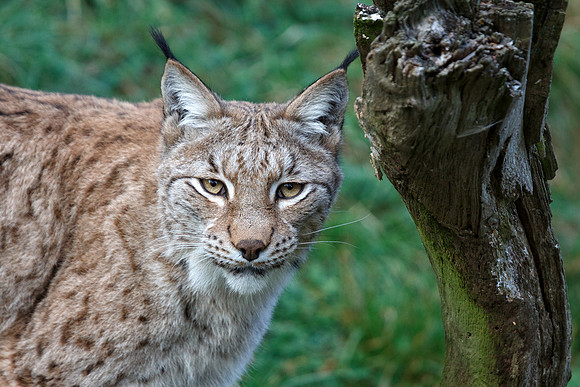 European Lynx, ZSL Whipsnade Zoo