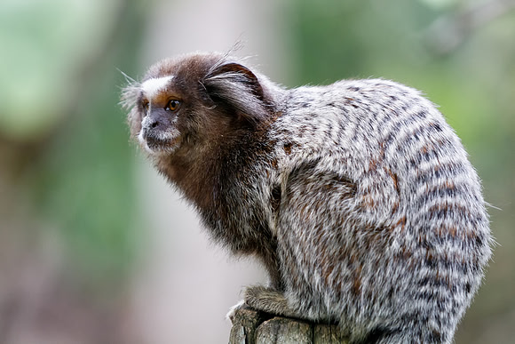 Marmoset, Jardim Botânico do Rio de Janeiro
