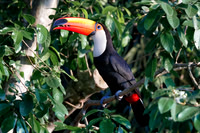 Toco Toucan, Iguaçu National Park