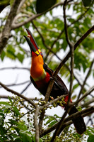 Channel-billed Toucan, Jardim Botânico do Rio de Janeiro